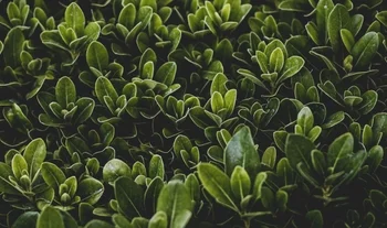 Morning Coffee: Citi hopes to lure London bankers back with its shrubbery. The further enfeeblement of financial job cuts.