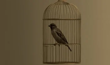 bird inside a golden cage 