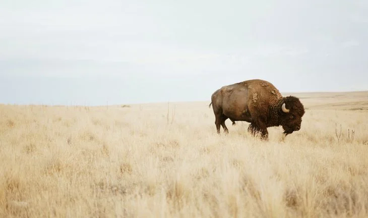 a yak among dried grass 