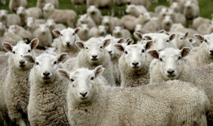 unhappy sheep