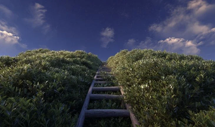 a ladder along a hedge into the sky 