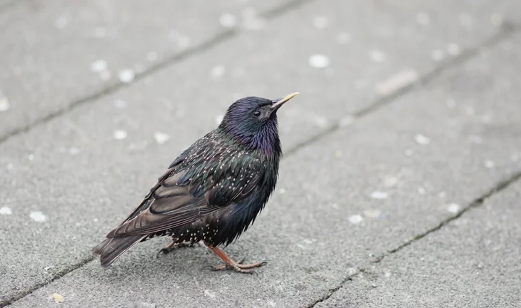 Citi can rest easy in the knowledge that Starling Bank's incompetence is greater