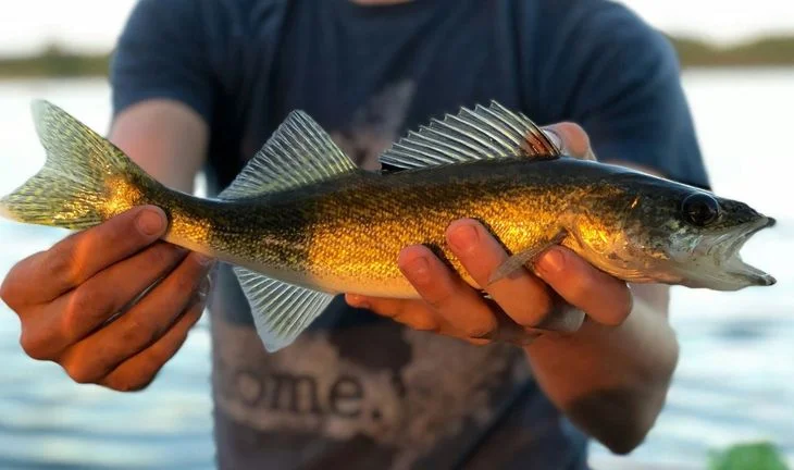 Hedge fund Walleye is flourishing after cutting heads and hiring some new ones