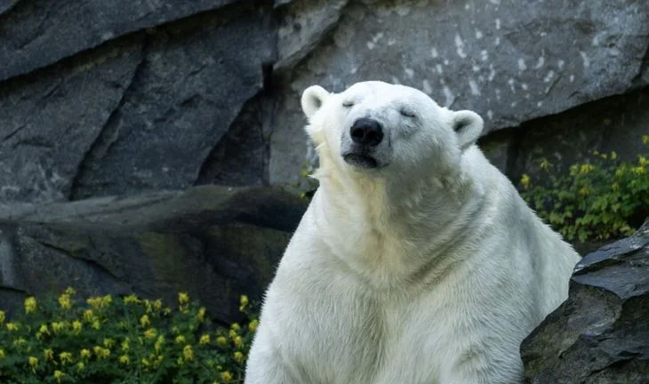 a polar bear