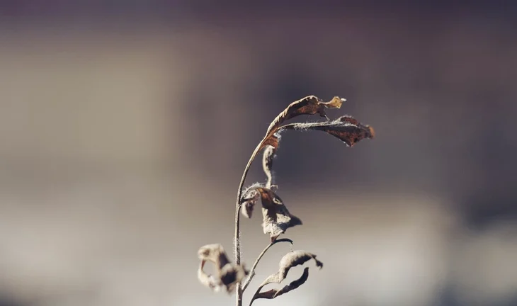 a dead plant 