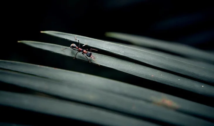 Ant Group starts hiring for Singapore digital bank