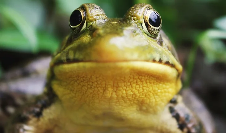 frog