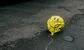 A balloon on the floor, looking a bit rough.